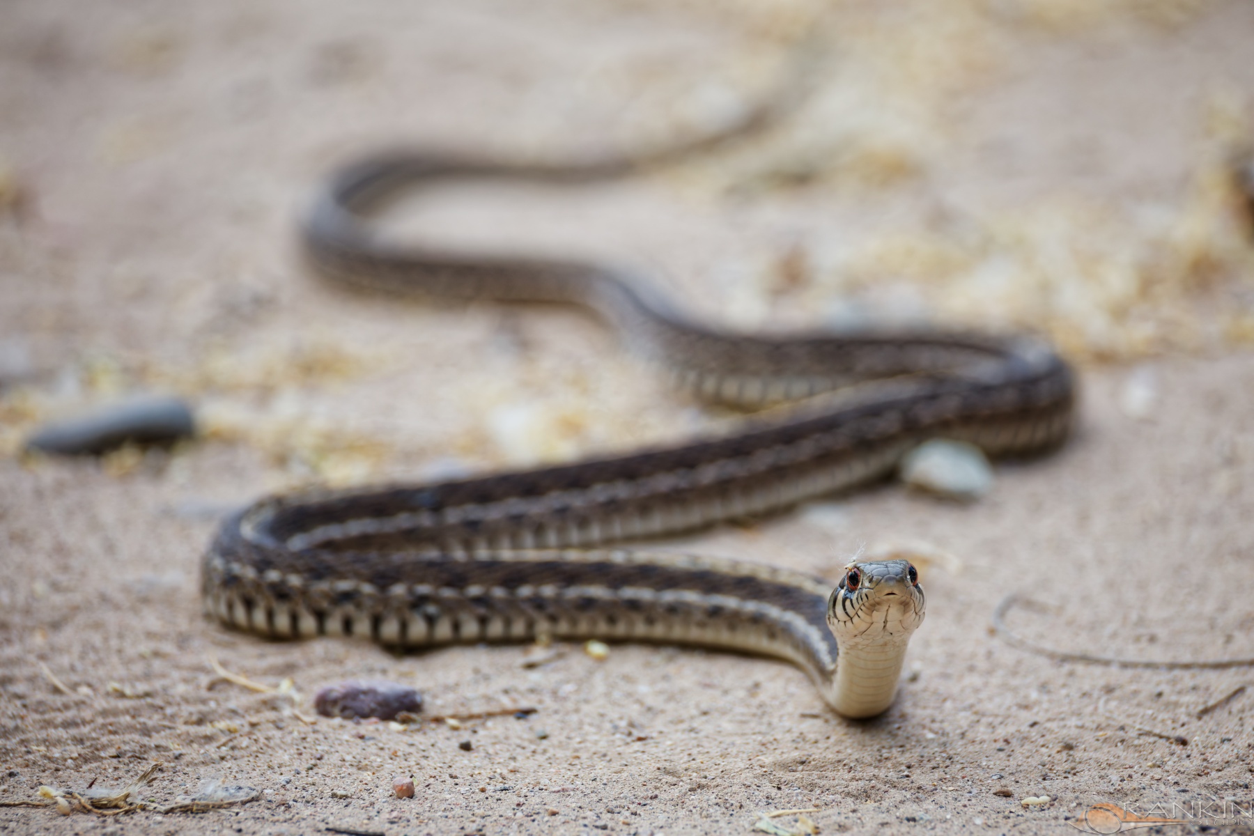 Wildlife Gallery | Rankinstudio
